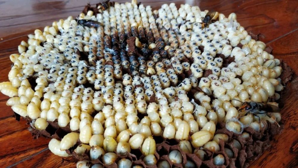 雄蜂蛹做饵试钓结果出人意料