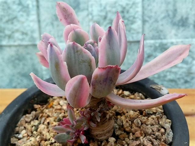 多肉花车锦秋季控养好叶片肥美色彩斑斓美如彩色花车