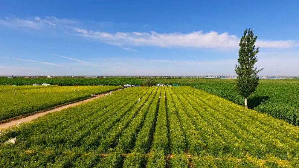 腾格里经济技术开发区:种植结构调整成果丰