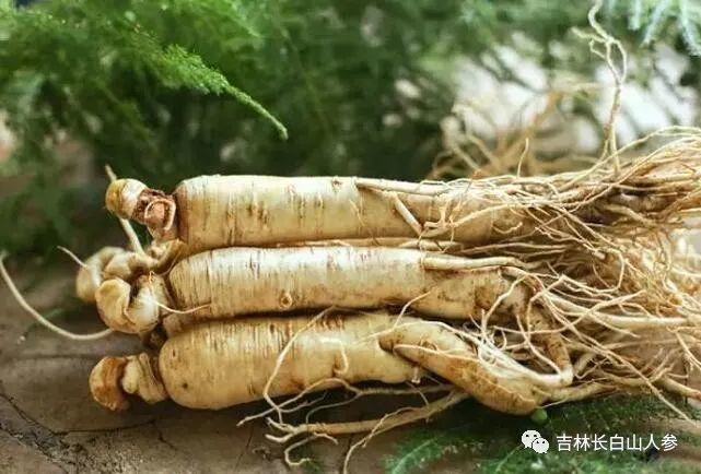 最後:為了讓朋友們能更好的整明白鮮人參的功效與作用,請老鐵們將此文