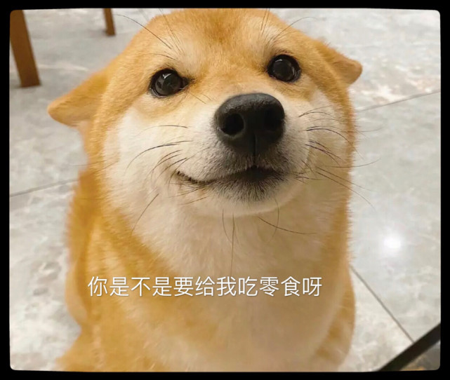 柴犬:戲精的日常,可以做表情包