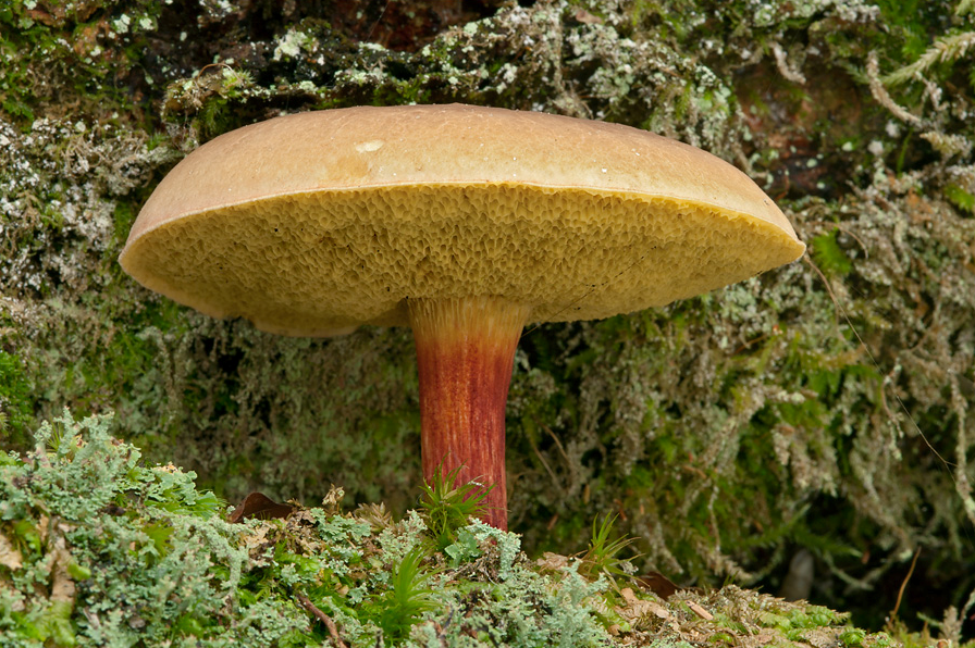 荒野维生野菜系列红绒盖牛肝菌