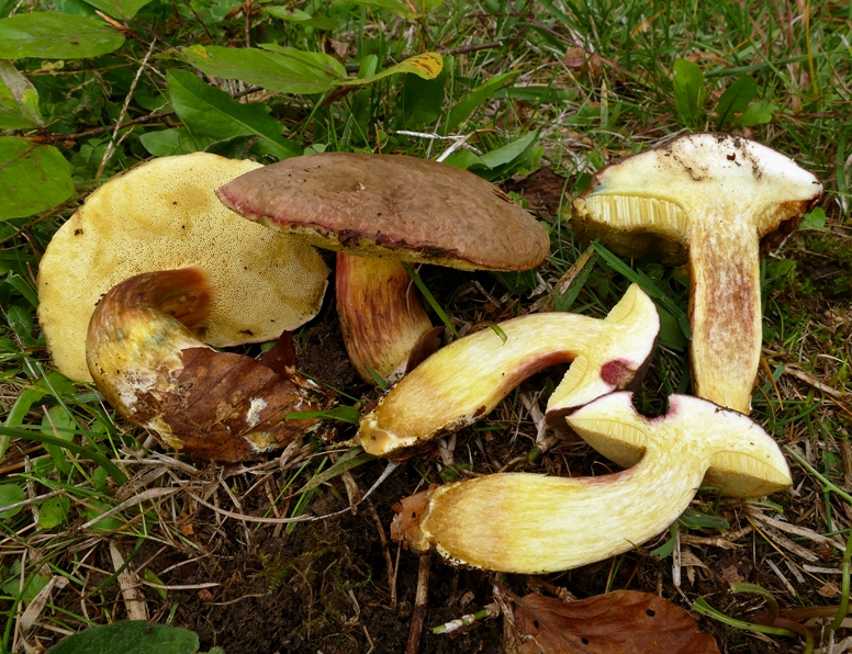 荒野维生野菜系列红绒盖牛肝菌