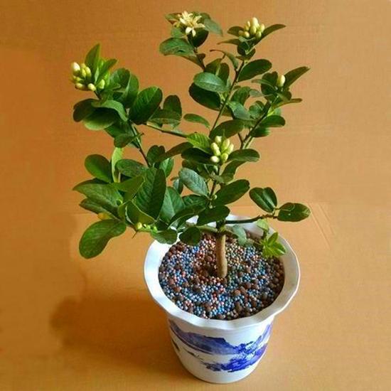 盆栽|3种适合变成盆栽的水果，埋几颗种子就发芽，叶子绿油油结果多