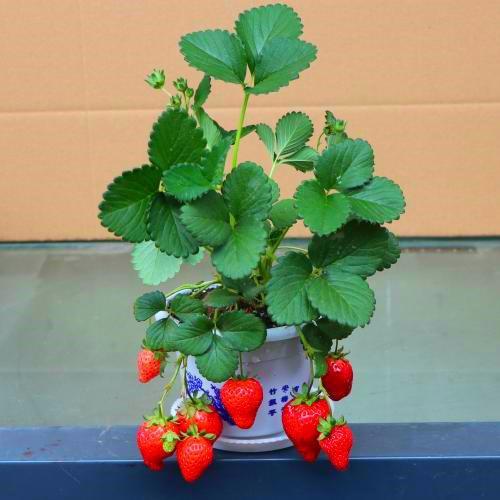 盆栽|3种适合变成盆栽的水果，埋几颗种子就发芽，叶子绿油油结果多