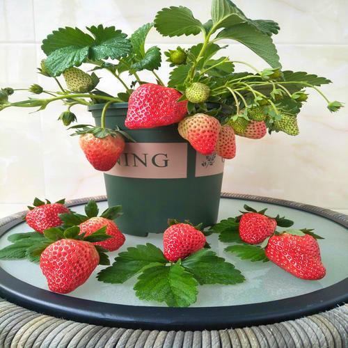 盆栽|3种适合变成盆栽的水果，埋几颗种子就发芽，叶子绿油油结果多