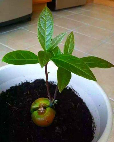 盆栽|3种适合变成盆栽的水果，埋几颗种子就发芽，叶子绿油油结果多