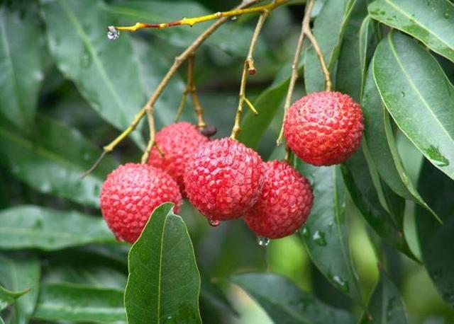 盆栽|3种适合变成盆栽的水果，埋几颗种子就发芽，叶子绿油油结果多