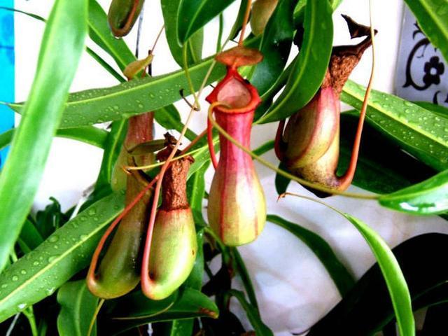 猪笼草|这几种花普通花肥无法满足，只喜欢吃肉，喂得多长得壮