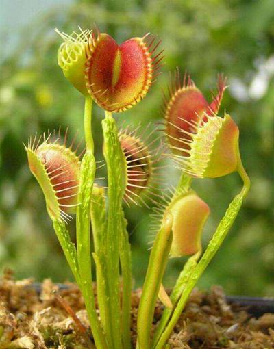 猪笼草|这几种花普通花肥无法满足，只喜欢吃肉，喂得多长得壮