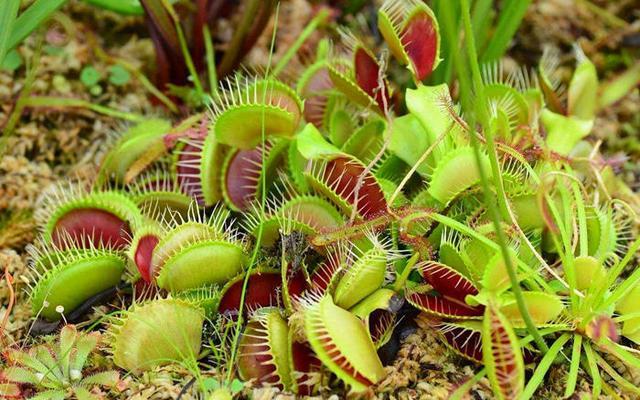 猪笼草|这几种花普通花肥无法满足，只喜欢吃肉，喂得多长得壮