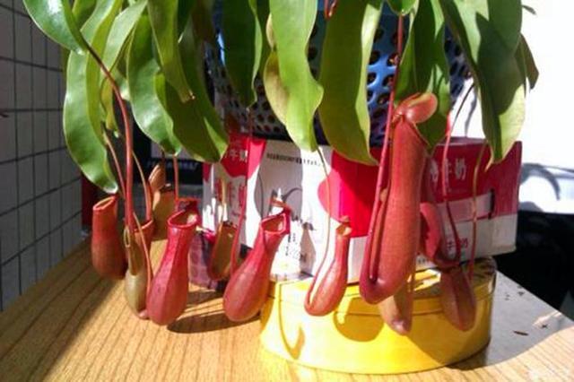 猪笼草|这几种花普通花肥无法满足，只喜欢吃肉，喂得多长得壮