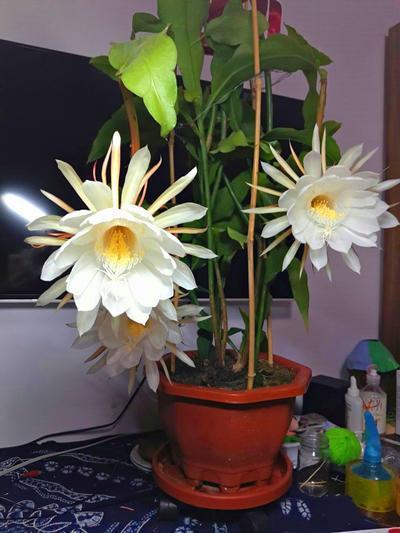 猪笼草|这几种花普通花肥无法满足，只喜欢吃肉，喂得多长得壮