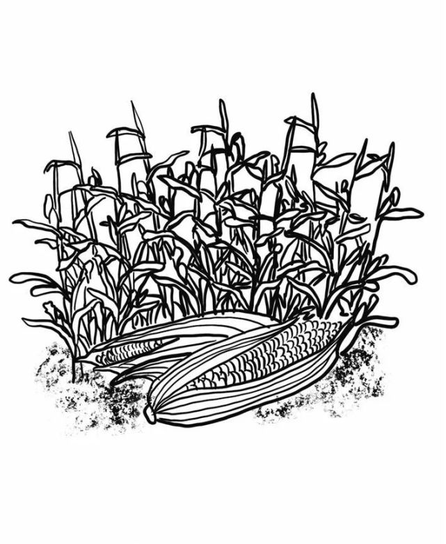 最简单的玉米地简笔画图片