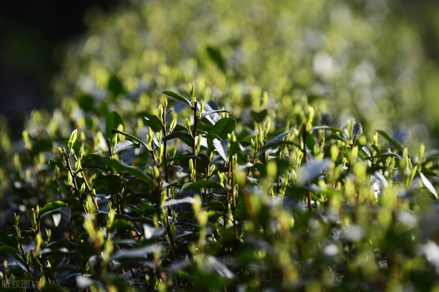 西湖龍井|綠茶|茶樹|毛峰