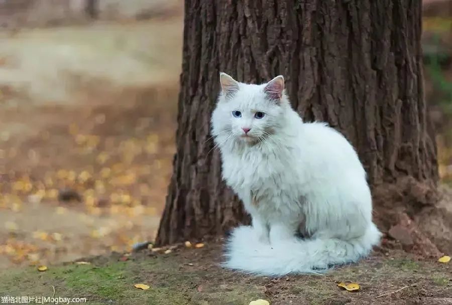 请问 你又能为你城市的街猫做些什么呢 腾讯新闻