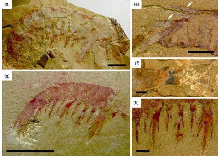 古生物|“舌尖上”的古生物：玫瑰奇虾