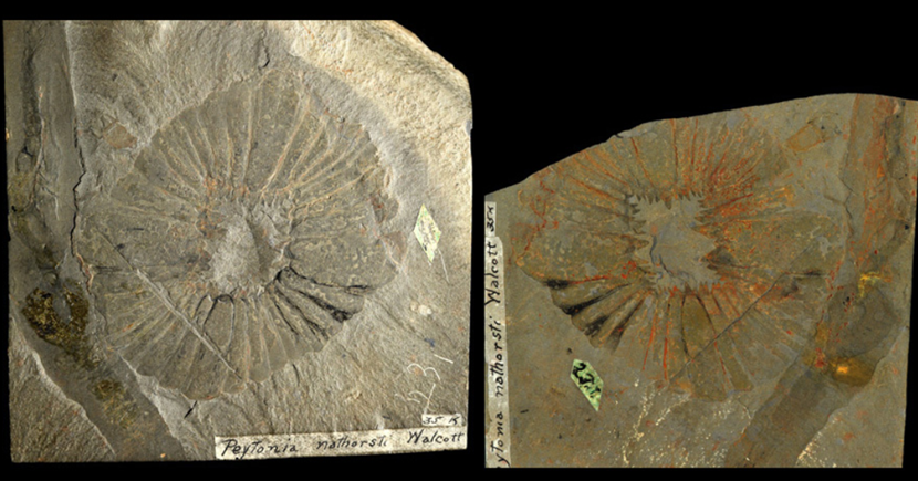 随后发现的一些奇虾其它部位的化石更是被描述成了八杆子打不到的生物