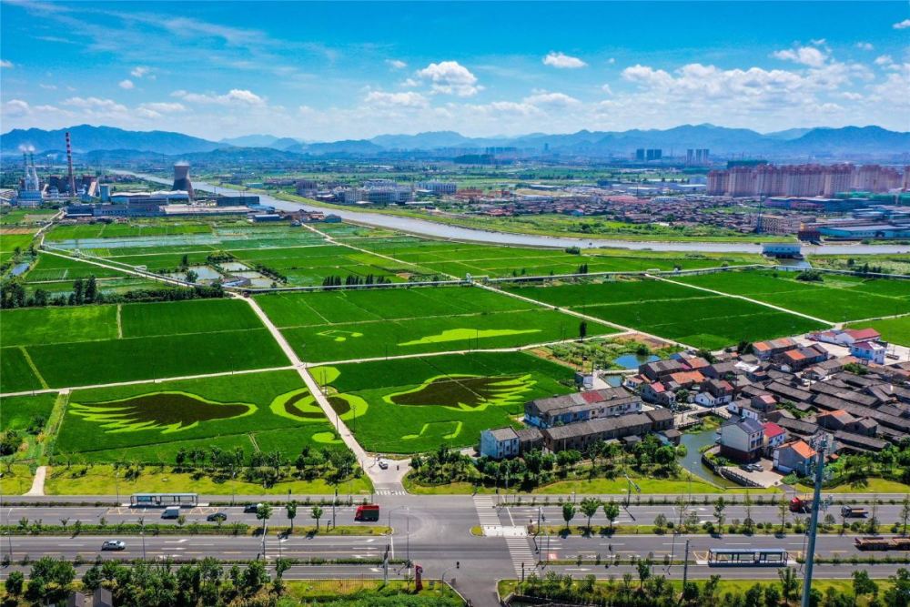 8月底9月初一起到姜山看彩色稻田去