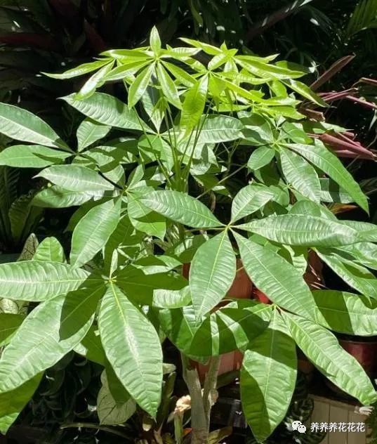 发财树适合懒人养 半年一次 小豆豆 不用再施肥 叶子绿油油 腾讯新闻