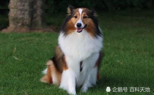 喜乐蒂牧羊犬聪慧、漂亮，为什么饲养的人却不多