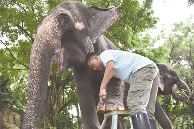 深圳野生动物园饲养员给大象修脚美甲