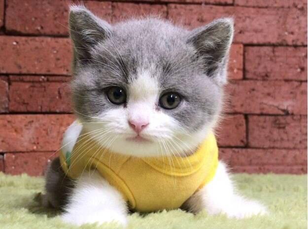 作家|武侠作家李凉，外号谐趣小王子，红也匆匆凉也匆匆