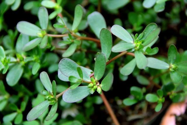 妈妈菜长寿草亦食亦药马齿苋