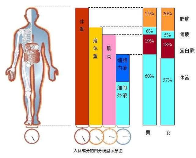 母音沈黙家主体脂肪率水分交流するアブストラクトアクション