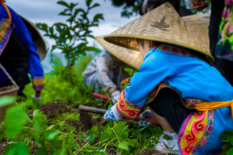 小朋友戴斗笠采蘑菇图片