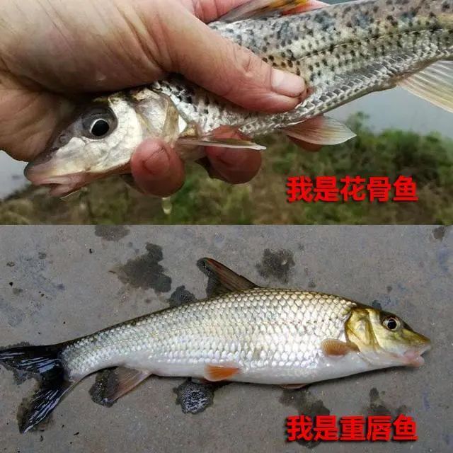 釣到魚不認識?釣友常問的幾十種魚盤點,老釣友都不超過5種_騰訊新聞