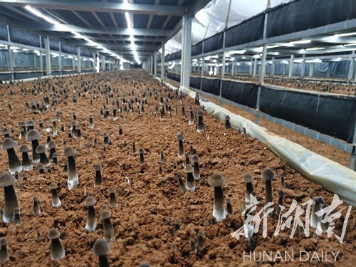 走进江华瑶族自治县大圩镇横江村黑皮鸡枞菌基地的种植大棚,尽管室外