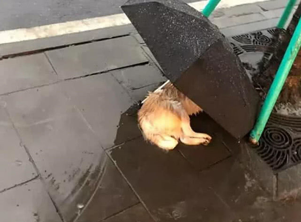 流浪狗|雨中树下躺着流浪狗，女子为它撑了一把伞：我只能帮你到这里了