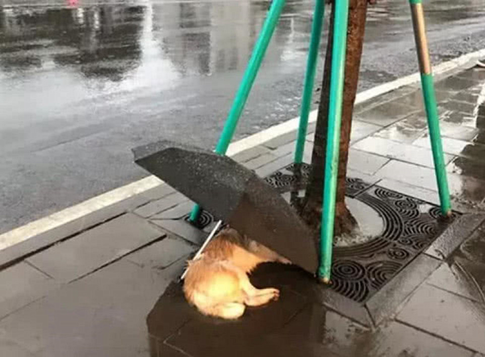 流浪狗|雨中树下躺着流浪狗，女子为它撑了一把伞：我只能帮你到这里了