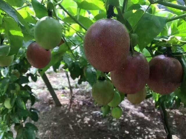 百香果|百香果越来越受欢迎，掌握种植技术和管理方法，产量高品质好