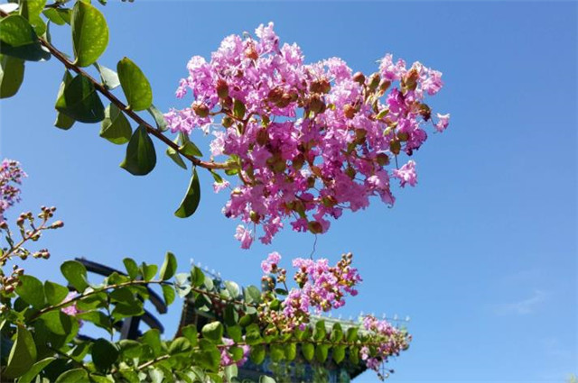 秋日紫薇诗六首 谁道花无红十日 紫薇长放半年花 腾讯新闻