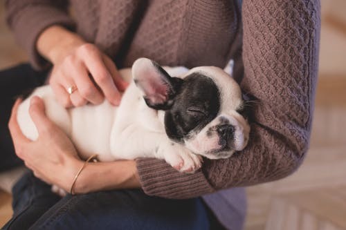 犬细小病毒的症状是什么 好不好治疗 腾讯新闻