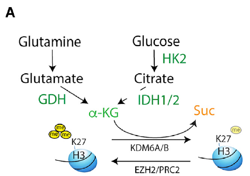 细胞|脑科学日报：母亲消极教养的影响；科学家眼中的长寿身材
