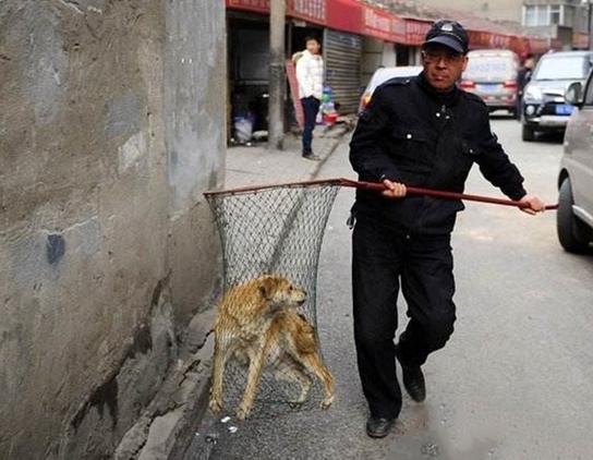 女子遛狗不拴绳民警劝阻反被放狗咬伤只罚100块网友太少