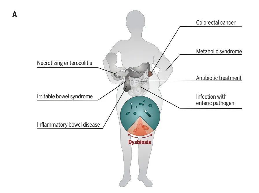 微生物组|Science公布微生物组大奖，三大成果值得关注