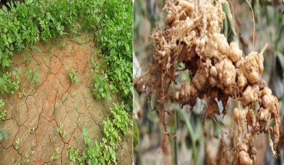熏蒸|土壤“板馋贫浅酸咸脏杂”八大难，熏蒸消毒克多顽疾！