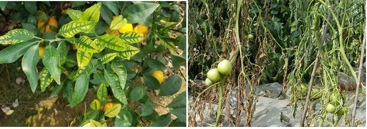 熏蒸|土壤“板馋贫浅酸咸脏杂”八大难，熏蒸消毒克多顽疾！