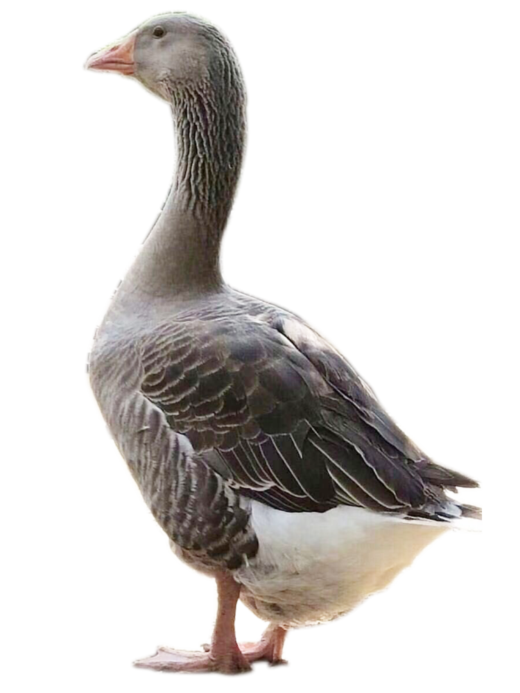 法式鹅肝和普通鹅肝有什么区别