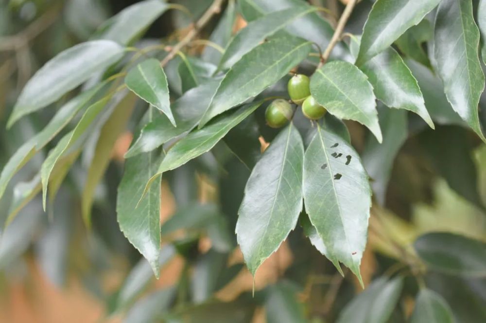 软枝青冈软枝青冈(cyclobalanopsis reclinatocaulism. m.