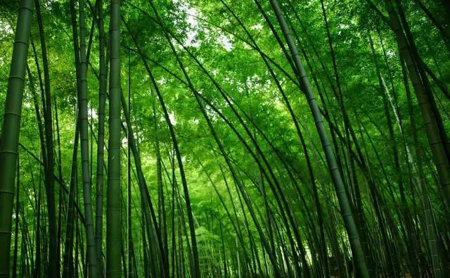 天气太热赣州这三大竹海不容错过