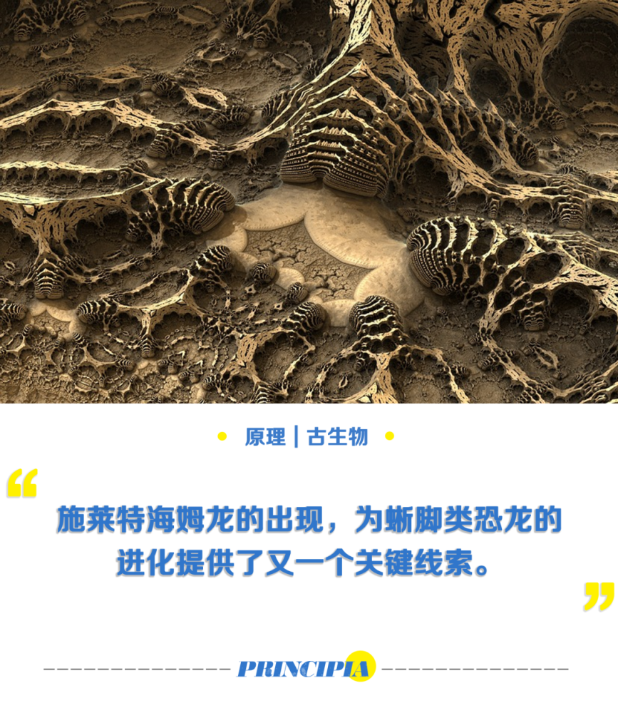 化石|从百年前发掘的化石中，发现了新的秘密