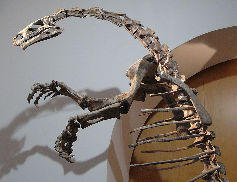 化石|从百年前发掘的化石中，发现了新的秘密