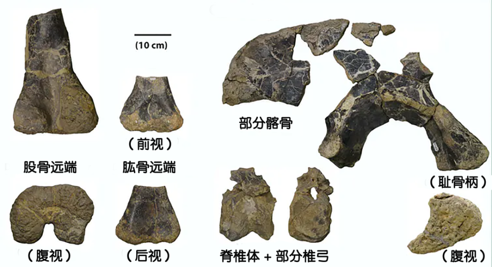 化石|从百年前发掘的化石中，发现了新的秘密