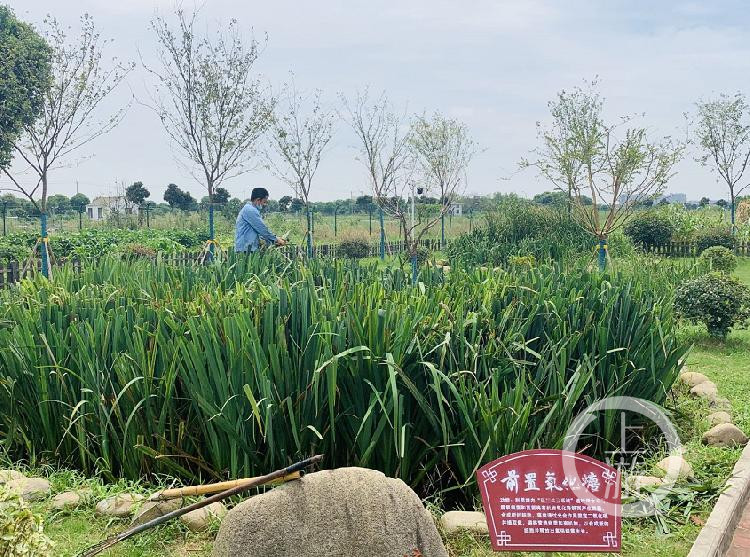 阳澄湖大闸蟹|江苏阳澄湖小镇用睡莲蒲草治水 大闸蟹养殖成本降产量升