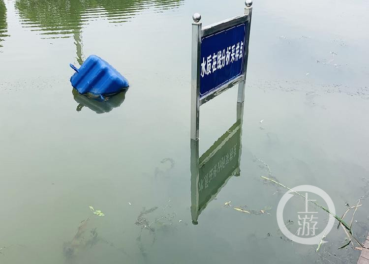 阳澄湖大闸蟹|江苏阳澄湖小镇用睡莲蒲草治水 大闸蟹养殖成本降产量升